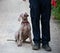 Weimaraner puppy takes his first steps in training