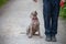 Weimaraner puppy takes his first steps in training