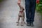 Weimaraner puppy takes his first steps in training