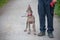 Weimaraner puppy takes his first steps in training
