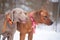 Weimaraner and rhodesian ridgeback hunting dogs with signal collars