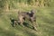 Weimaraner Running