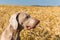 Weimaraner sitting in a barley field. Hunting hound in the woods. Hunting season. Detail of a dog`s head