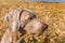Weimaraner sitting in a barley field. Hunting hound in the woods. Hunting season. Detail of a dog`s head