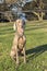 Weimaraner Sitting Looking