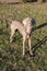 Weimaraner Standing Front