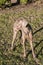 Weimaraner Standing Profile 02