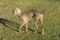 Weimaraner Standing Profile 03