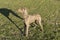 Weimaraner Standing Profile