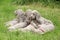 Weimaraner Vorsterhund puppies lying