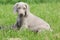 Weimaraner Vorsterhund puppy sitting