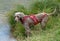 Weimaraner wearing a red harness