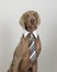 Weimaraner with a white collar and tie