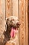 Weimaraner on wooden terrace. Detail of Weimaraner. Hunting dog. Dog`s eyes. Loyal friend