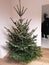 Weinachten Weihnachtsbaum Christmas tree clean