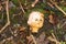 Weird Dolls Head In A Forest