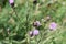 weird fly on purple thistle