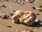Weird full of holes stone on a beach sand