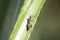 Weird gorgeous metallic brown insect on an agave plant leaf