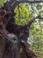 Weird hand shaped tree, visapur forest trek, maharashtra