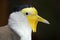 Weird head of a masked lapwing in profile view