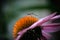Weird insect  on pink cone flower.