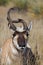 Weird Pronghorn Buck Portrait