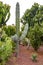 Weird shaped cactus in Puerto de la Cruz, Tenerife, Canary islands, Spain