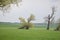 weird shaped trees, swampland ThÃ¼rer Wiesen