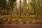 Weissensee Jewish Cemetery European green moss growing on graves forest scene in Berlin Germany