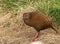 Weka bird