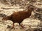 Weka bird