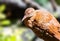 Weka bird basking in the sun in New Zeland