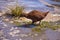 Weka bird. The endemic flightless birds in New Zealand