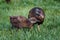 Weka bird feeding its baby. Close up capture