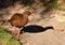 Weka bird - native New Zealand endemic flightless bird