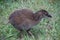 Weka, bird from New Zealand