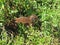 Weka bird New Zealand