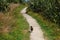 Weka bird walking on white rocky New Zealand path