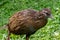 A weka on Blumine Island, New Zealand