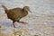 Weka, endemic bird of New Zealand