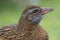 Weka Endemic Rail of New Zealand