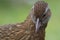 Weka Endemic Rail of New Zealand