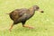 Weka Endemic Rail of New Zealand