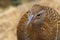 Weka Endemic Rail of New Zealand