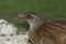 Weka Endemic Rail of New Zealand