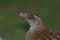 Weka Endemic Rail of New Zealand