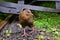 Weka, a flightless bird found in New Zealand