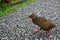 Weka, a flightless bird found in New Zealand