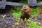 Weka, a flightless bird found in New Zealand